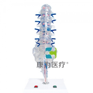 “康為醫療”腰骶椎椎間盤和脊神經電動模型