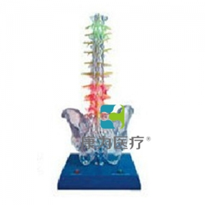 “康為醫療”透明脊柱電動模型