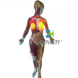 盤錦“康為醫療”“吸毒美少女”展示模型