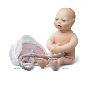 德國3B Scientific?胎兒模型