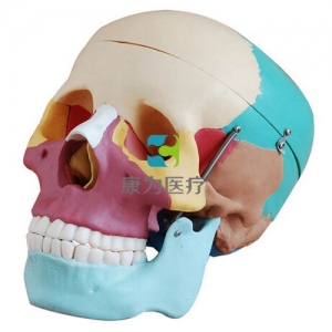 “康為醫療”自然大彩色頭顱骨模型