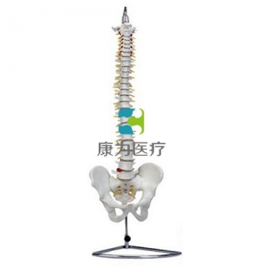 “康為醫療”高級自然大脊柱骨帶盆骨模型